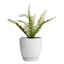 Indoor Elsie White Stoneware Ceramic Pot, Small