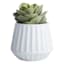 Indoor White Convex Pot, Medium