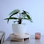 Natural Wooden Plant Stand, Large