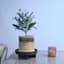 Black Wooden Plant Stand, Small