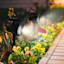 25-Lumen Solar Black Spotlight