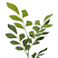 Willow Crossley Green Smilax Vine Pick, 10"