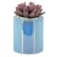 Succulents in Iridescent Blue Glass Vase, 5.5"