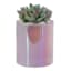 Succulents in Iridescent Purple Glass Vase, 5"