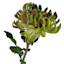 Willow Crossley Green Real Feel Chrysanthemum Floral Stem, 12"
