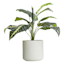 Indoor White Modern Lines Ceramic Pot, Medium