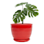 Indoor Red Beehive Ceramic Pot, Small