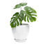 Indoor Hexa White Ceramic Pot, Small