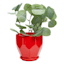 Indoor Hexa Red Ceramic Pot, Small