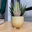 Indoor Ivory Ceramic Footed Pot, Small