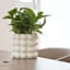 Crosby St. Indoor White Bubble Ceramic Pot, Medium