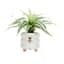 Honeybloom Indoor White Honeybee Stoneware Pot, Small