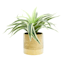 Crosby St. Indoor Textured Gold Planter, 5"