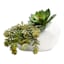 Crosby St. Indoor White Bias Geometric Planter, 6.5"