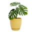 Indoor Elsie Yellow Stoneware Ceramic Pot, Small