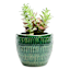 Found & Fable Indoor Green Glazed Ceramic Nico Pot, 5.1"