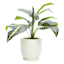 Providence Indoor James White Ceramic Planter, 5"