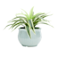 Providence Indoor Light Blue Cabbage Planter, 5.5"