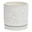 Indoor Dahlia White Pot, Small