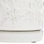 Indoor Dahlia White Pot, Small