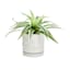 Indoor Dahlia White Pot, Small