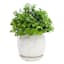 Indoor White Daisy Pot, Small