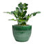 Found & Fable Indoor Green Glazed Ceramic Nico Pot, 11.4"