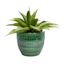 Found & Fable Indoor Green Glazed Ceramic Nico Pot, 8.7"
