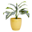 Indoor Elsie Yellow Stoneware Ceramic Pot, Medium