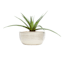 Found & Fable White Saturn Bowl Outdoor Planter, Small