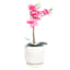 Indoor White Daisy Pot, Medium