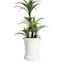Providence Indoor June White Ceramic Planter, 11.2"