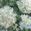 White Floral Vase Canvas Wall Art, 24x36