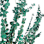 Washed Green Eucalyptus, 4oz