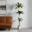 3-Head Bird's Nest Tree in White Planter, 5.5'