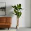 Banana Tree in Ceramic Grey Pot, 6'