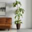 Bird's Nest Fern in Decorative Metal Pot, 6'