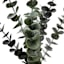 Eucalyptus Spray, 23"