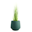 Japi Brut Moss Green Outdoor Planter, Medium