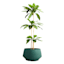 Japi Brut Moss Green Outdoor Planter, Large