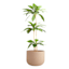Japi Fringe Clay Outdoor Planter, Extra Large