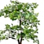 Real-Bark Black Olive Tree, 5'
