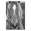 Glass Framed Horse Print Wall Art, 30x40