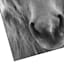 Glass Framed Horse Print Wall Art, 30x40