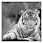 Glass Framed Tiger Print Wall Art, 27"