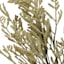 White Harvest Bush, 24"