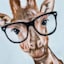 Giraffe with Glasses Canvas Wall Art, 12x16
