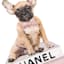 Fashion Puppy Bookstack Canvas Wall Art, 12x16