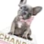 Fashion Bulldog Bookstack with Foil Canvas Wall Art, 12x16