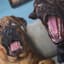 Dogs Video Game Canvas Wall Art, 12x16